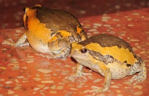 Cambodian Frogs