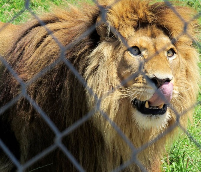 Barbary Lion, now extinct in the wild.