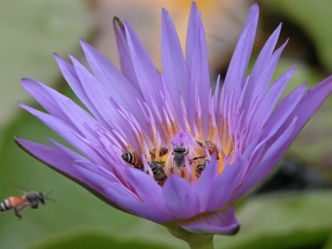 Private life of a lotus flower.