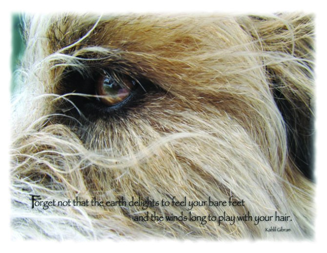 Postcard - Forget Not