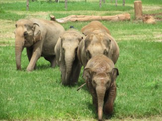 Faa Mai leads some of the elephants towards the skywalk at Elephant Nature Park.