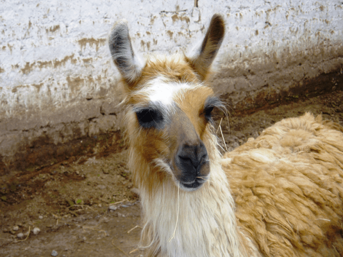 Your potential new lawn mower.