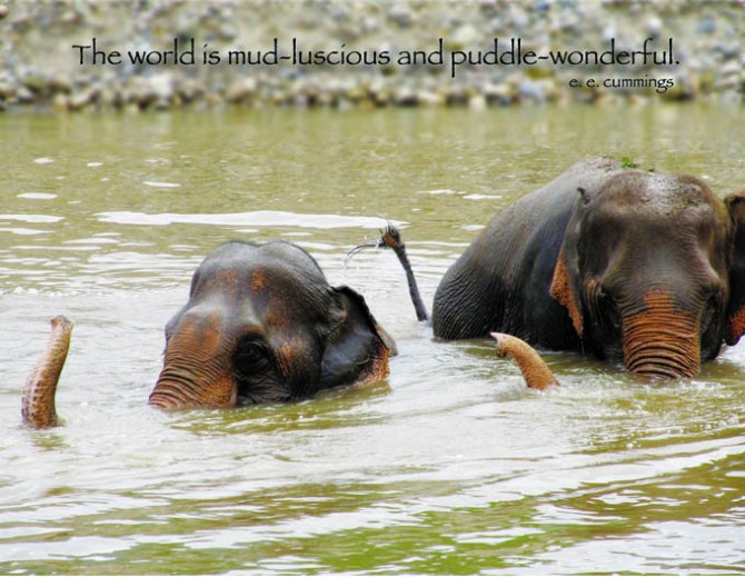 Postcard - The World is Mud-luscious