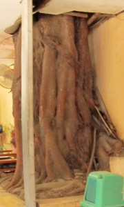 Office Tree, Cambodian Border