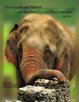 Front of Postcard free with set of Six - Please Don't Ride the Elephants