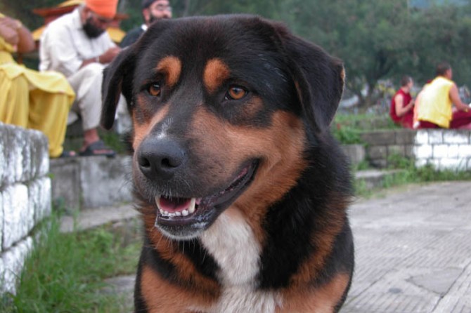 Our mountain dog friend, who we named 'Bruce'.