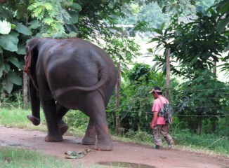 Mong Dee, mahout, and his elephant friend Sao Yai out for a walk. Elephant Nature Park, Chiang Mai, Thailand.