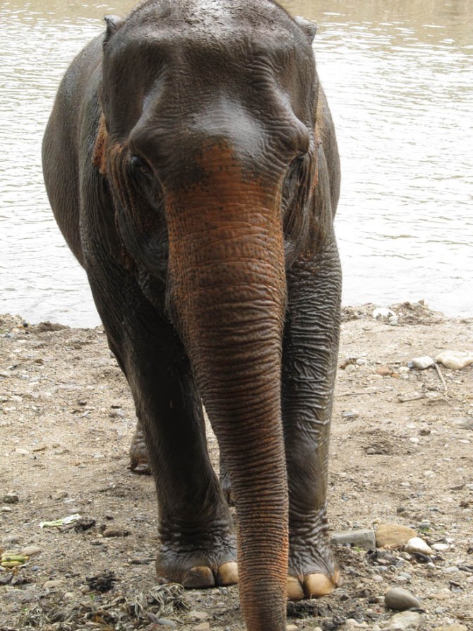 An elephant gets closer and closer...