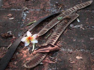 Frangipani - as I found it. Wat Umong, Chiang Mai, Thailand.