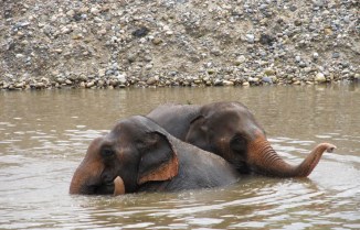 Elephant Bff's bathing together