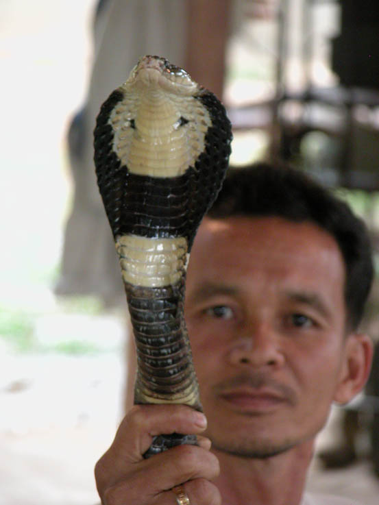 King cobra. According to the Thai people, touch one of these and have good luck for life. Personally, I think it's better luck not to go near one at all...