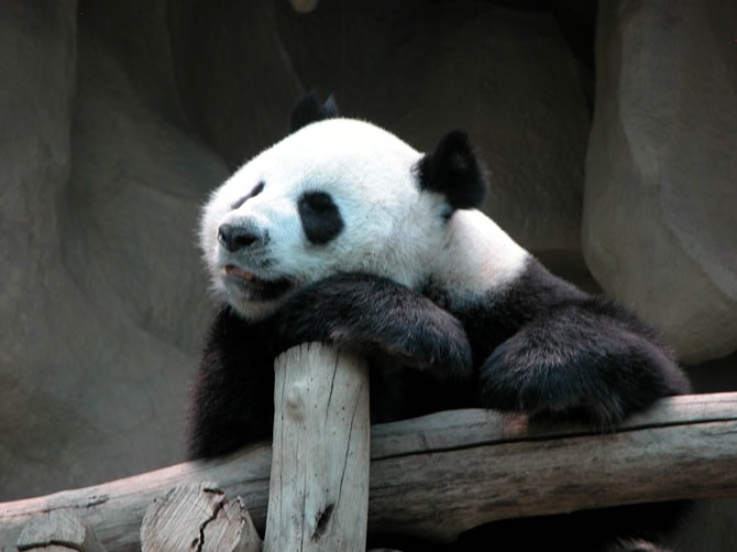 Mandatory panda photo, Chiang Mai Zoo.