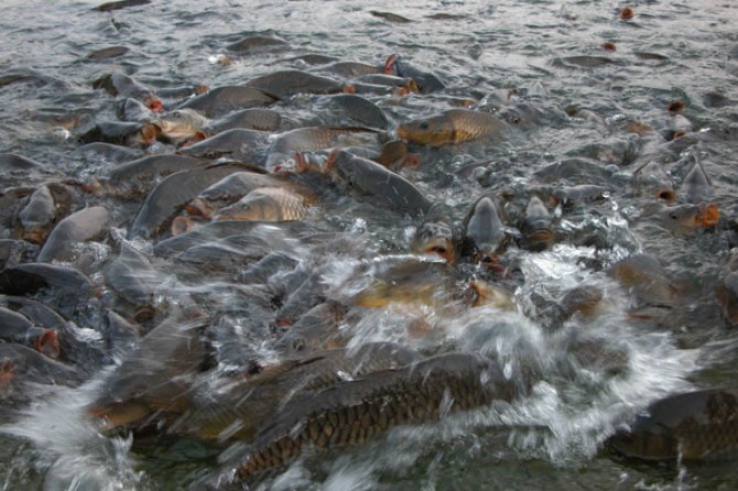 Some of the very friendly fish - they know darn well the Buddhists aren't going to eat them!