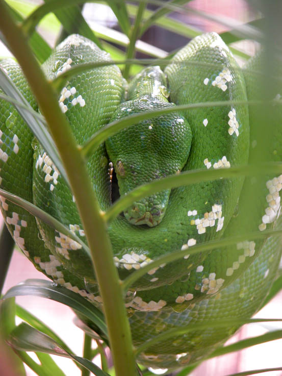 Snake at Chiang Mai Zoo. Creepy...