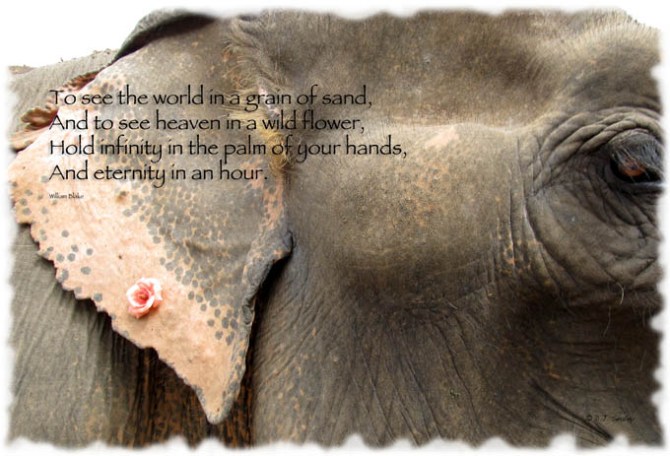 Mae Jan Peng (Full Moon) - one of the oldest elephants at Elephant Nature Park. A hole was made in her ear in her harder days previous to her retiring at the Park. Her mahout now puts a fresh flower in it every day to make her feel more beautiful.