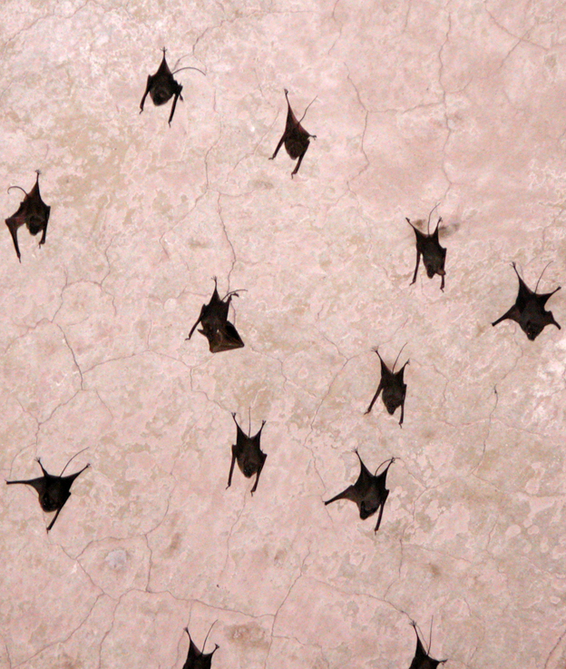 Amazing what you miss if you don't look up. Madhya Pradesh, India.