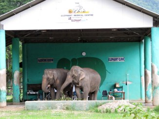 Two BFF's at the elephant clinic, Elephant Nature Park.