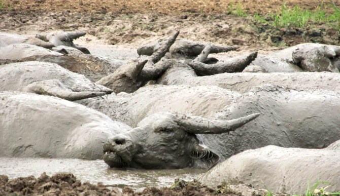 Blissful buffalo sludge-boulders in their bovine spa.