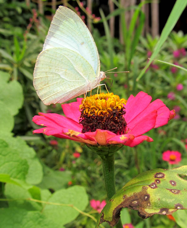 Success at last! After a week, I finally manage to shoot a butterfly. 