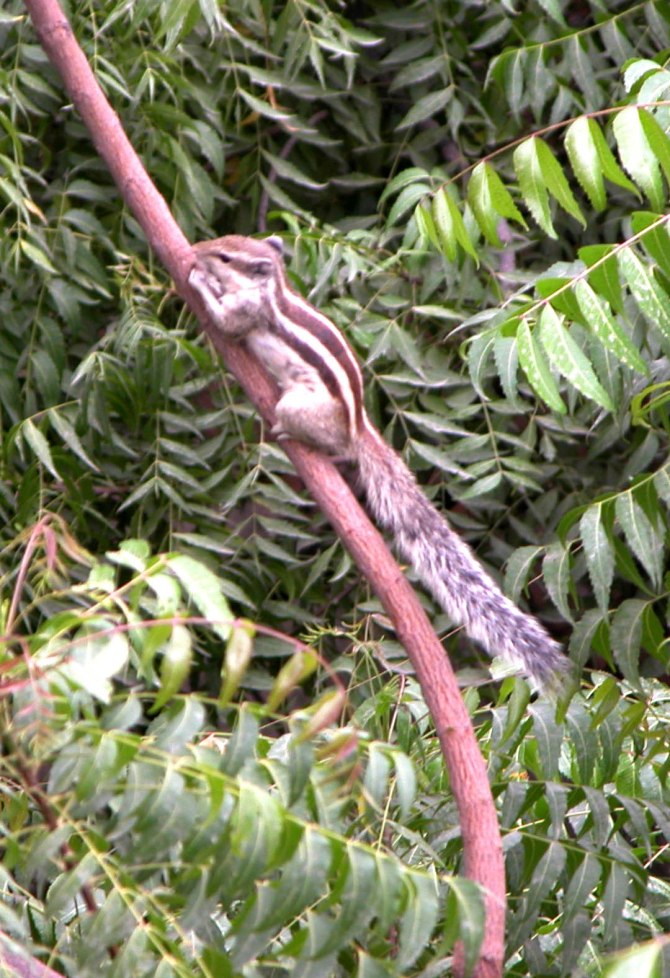 Don't laugh. We don't have squirrels and stuff in New Zealand, so I got all excited when I saw my first chipmunk.