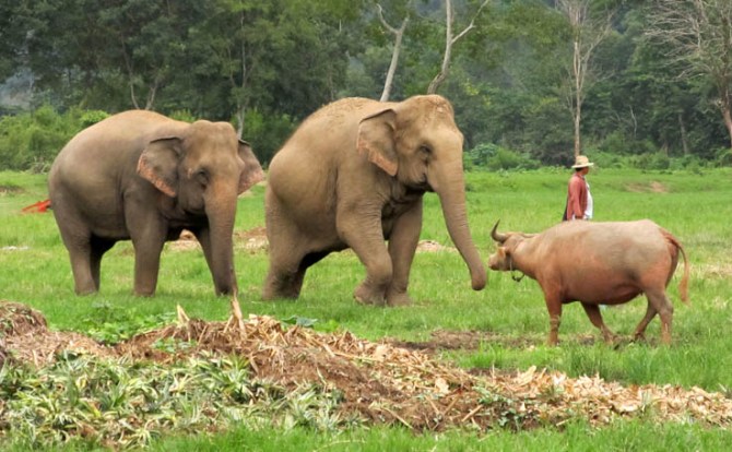 Although they don't compare with elephants, buffalo are still impressively-sized beasties who can eliminate pesky humans if annoyed enough.