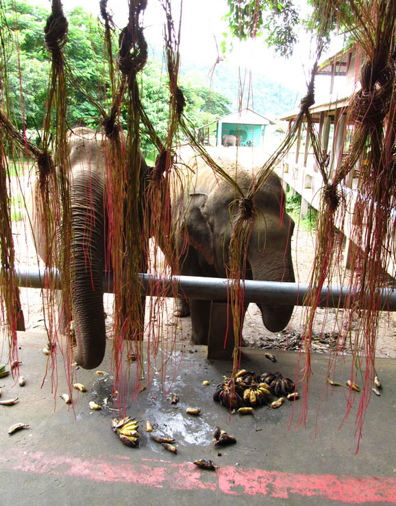 Horticultural Macrame - aerial tree roots tied into knots at the feeding station. With shades of Pachyderm Banana Hoover in the background.