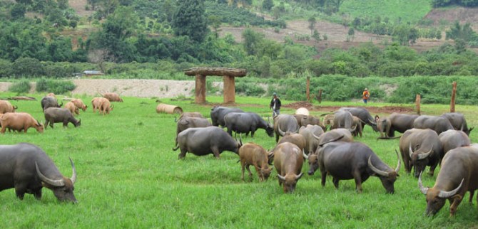 Lawnmoweri Bovinus, Elephant Nature Park.