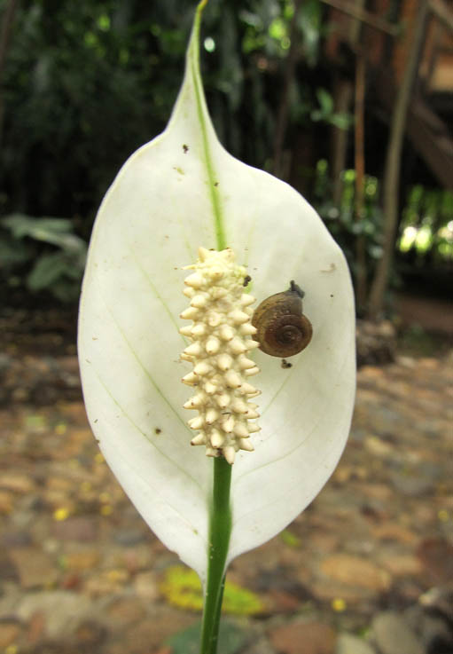 A lily with its pet terrestrial pulmonate gastropod mollusc.