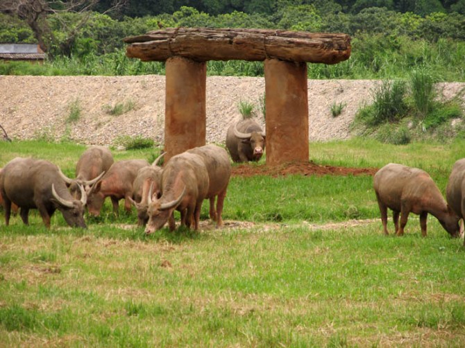 Bovine lawn mowers near a pachyderm-sized scratching pole setup. Elephant Nature Park.