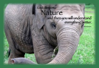 Faa Mai. Four years old and one of the happiest elephants in the world. Elephant Nature Park, Chiang Mai, Thailand.