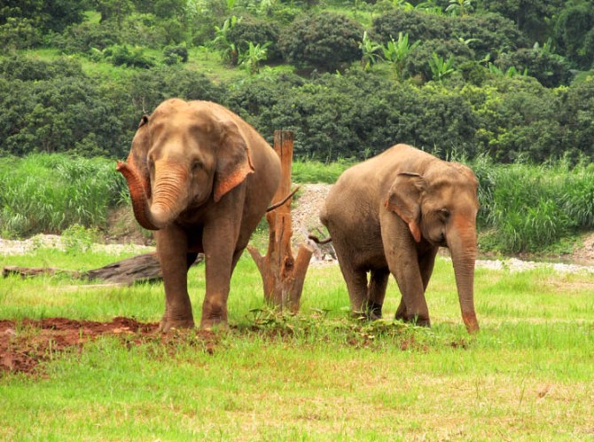 BFF's - Mae Lanna and Medo.