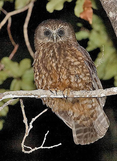 This is a Morepork, or a Ruru as known in New Zealand. There were certain similarities between Otis and one of these.
