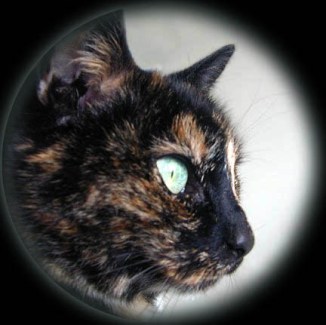 'You are feeling coooold. You need a warm furrrrry thiiiiing in your bedddd....'