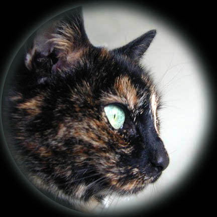 'You are feeling coooold. You need a warm furrrrry thiiiiing in your bedddd....'