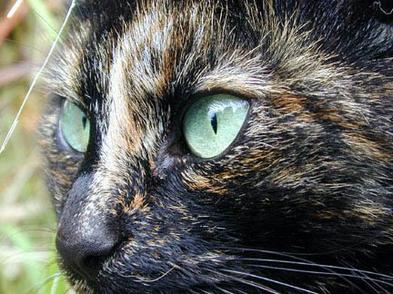 She watched as he slunk by, her eyes growing round...