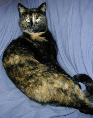 And she also has stripes on one leg at the back... Otis, Queen of the house - apparently.