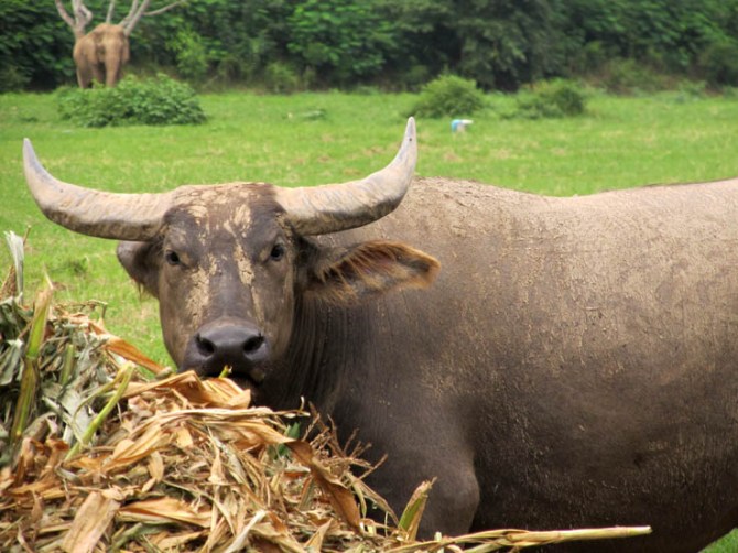 Doh! The intelligent look (pffft!) on a buffalo's face.