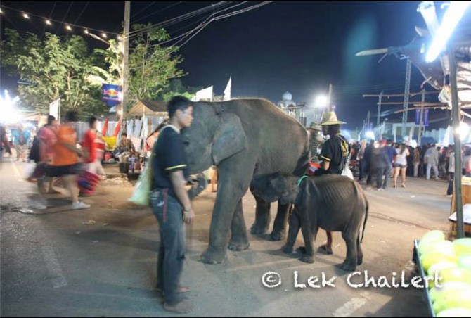This baby is so hungry she tried to latch onto a passing elephant she didn't know to suckle. Photo by Lek Chailert