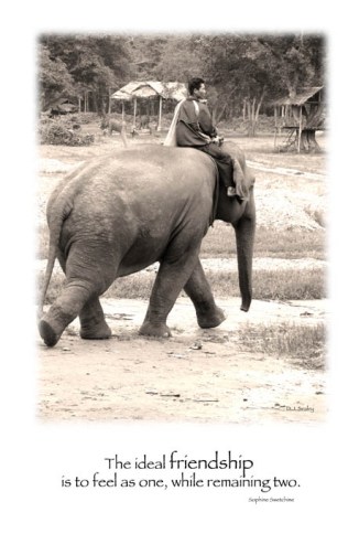 Hope and his mahout/minder Korn going for a wander at Elephant Nature Park, Chiang Mai, Thailand.