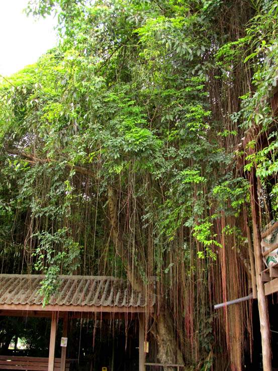 Magnificent trees with aerial roots above the feeding station at Elephant Nature Park.
