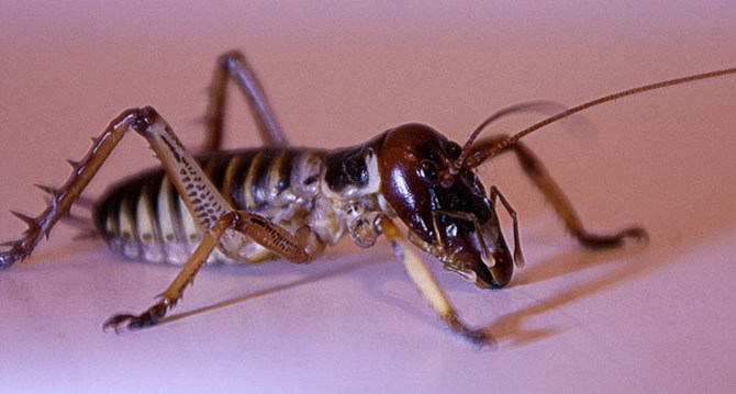 The Weta of New Zealand. Face only a mother could love... Photo courtesy of Masivaan, Flikr.