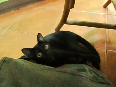 I'm little, but I'm loud and I've only just started on you...