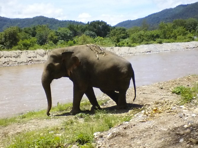 Every day we share this space for a little while with Medo, Mae Lanna and Sri Prae. This is Medo - Ayla's foster ele. 