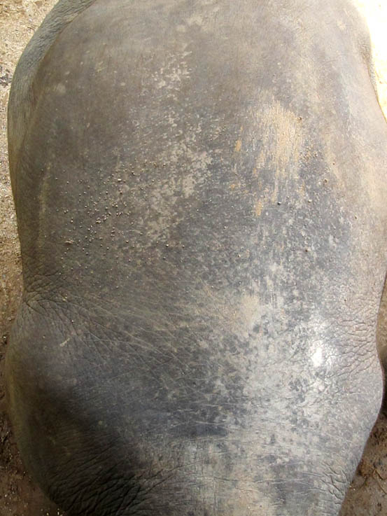 main body section - top view.