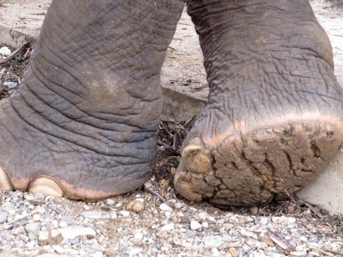 Check the surfaces of all your elephant's feet for the Pachyderm Butter Brake System (TM).