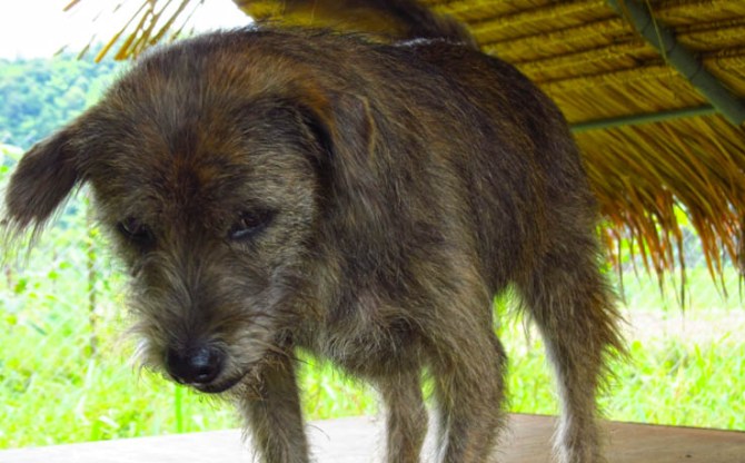 I'm the King of the Castle and I don't care WHAT the other dogs say!