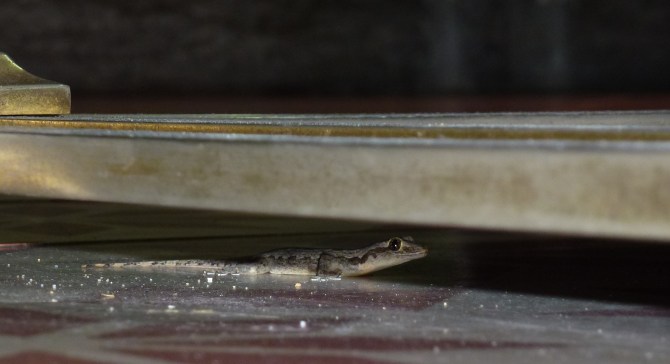 Well hi. Fancy meeting you here. Under the table.