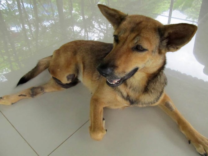 I shall just sit here and look magnificent while the 'Help' clean my room.