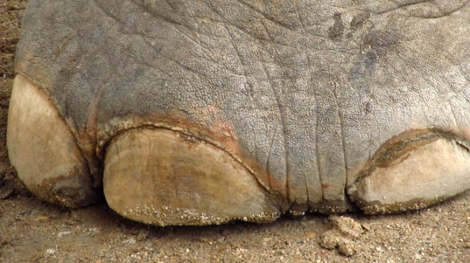 Don't forget to count the toenails before attaching the legs.