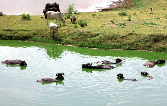 Rajasthani Town Water Supply Buffalo Filtration System (TM). Bundi, Rajasthan. 